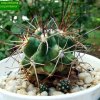 Copiapoa _coquimbana  'pseudocoquimbana' 04